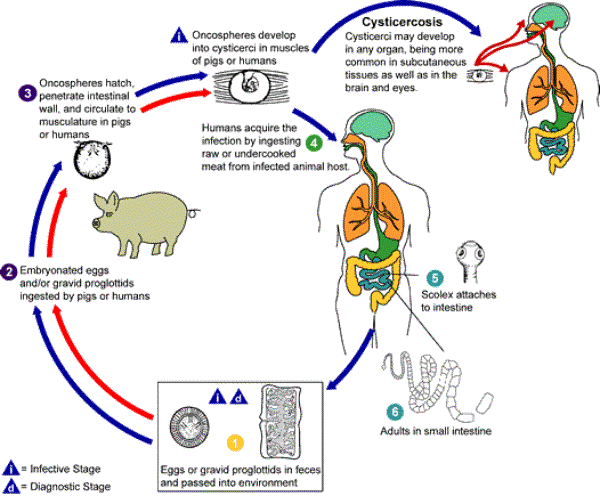  National Center for Infectious Diseases. DPDx Identification and Diagnosis of Parasites of Public Health Concern Parasites & Health 