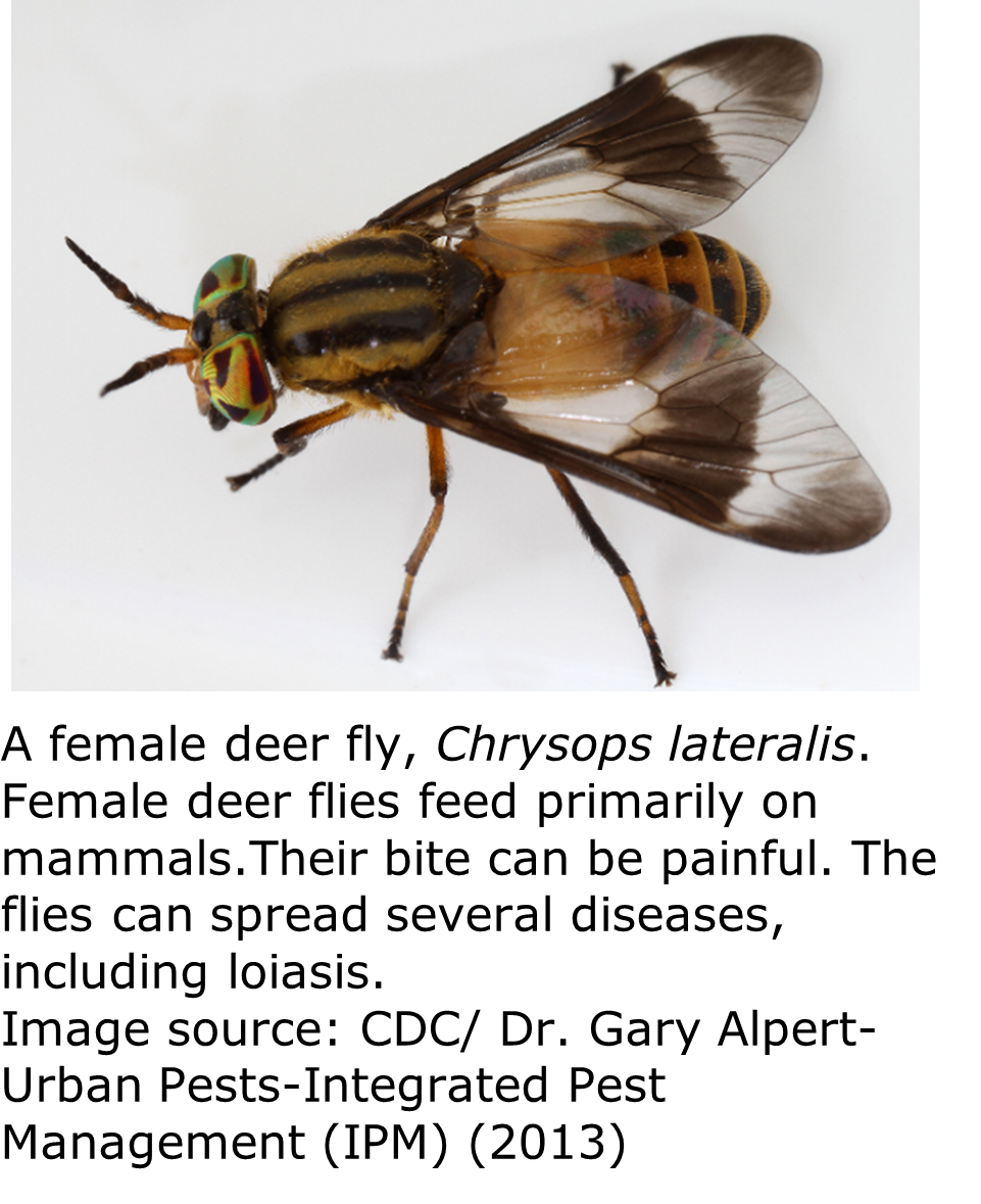 A close up of a brown and orange fly