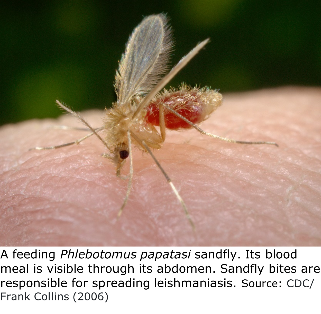 A small sand-colored fly feeding from a human finger. 